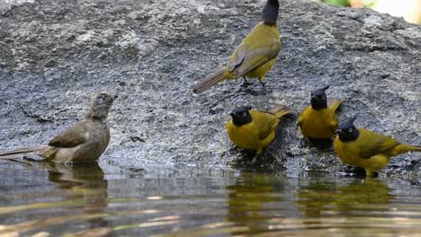 Black-Crested-Bulbuls,-Striped-eared-Bulbul,-Stripe-throated-Bulbul,-Baden-Im-Wald-An-Einem-Heißen-Tag,-Pycnonotus-Flaviventris,-Pycnonotus-Conradi,-Pycnonotus-Finlaysoni,-In-Zeitlupe