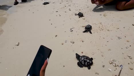 volunteers carries rescued sea turtles to ocean during release, los roques island hawksbill turtles