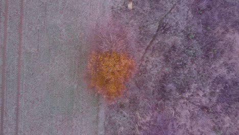 Top-down-view-of-yellow-birch-crown-growing-between-field-and-wasteland