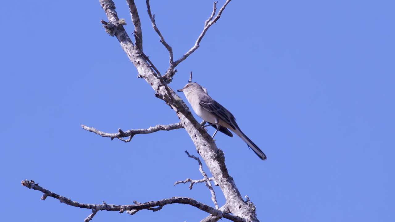 잎이 없는 나뭇가지에 앉아 있는 북부 흉내지빠귀