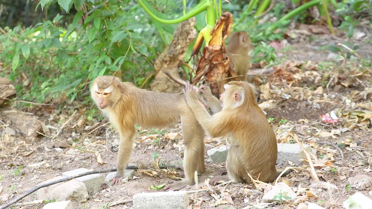 Two monkeys engage in playful interaction amidst lush greenery at Khao Rang Viewpoint, captured in natural daylight