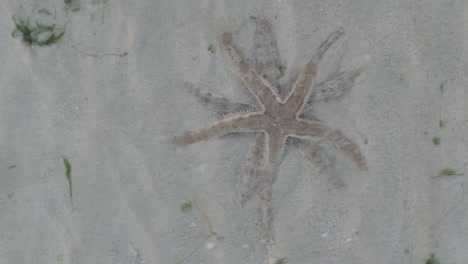 two starfish on koh kradan - most beautiful island in thailand