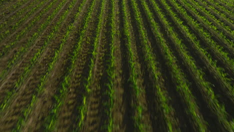 aerial shot gliding over vibrant green crop rows in dardanelle, arkansas, sunlight touching the farmland