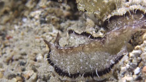 flatworm pseudobiceros moves left to right over coral reef during night