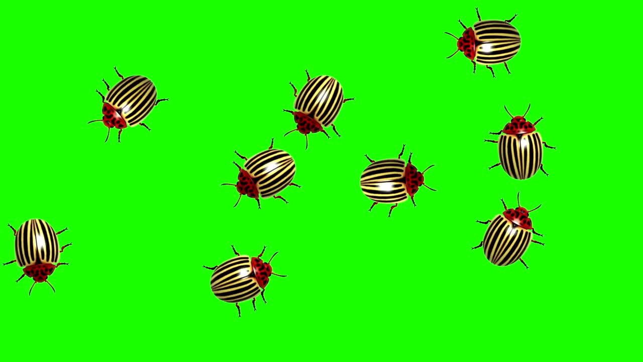 enjambre de escarabajos de colorado, animación en pantalla verde, bucle sin costuras