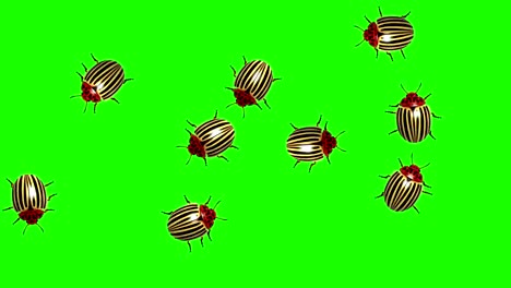 swarm of colorado beetles, cg animated on green screen, seamless loop