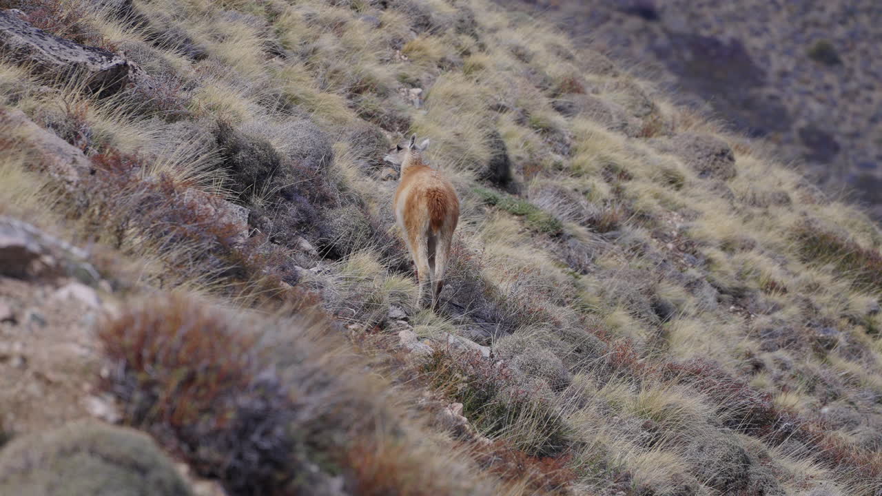 las curiosas llamas caminan a través de los paisajes montañosos de esquel, argentina.