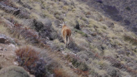 curious llamas trek through the mountainous landscapes of esquel, argentina