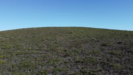 drone aéreo volando hacia adelante sobre una colina redondeada de vegetación de maleza, cielo azul claro