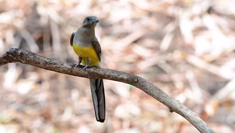 the orange-breasted trogon is a confiding medium size bird found in thailand