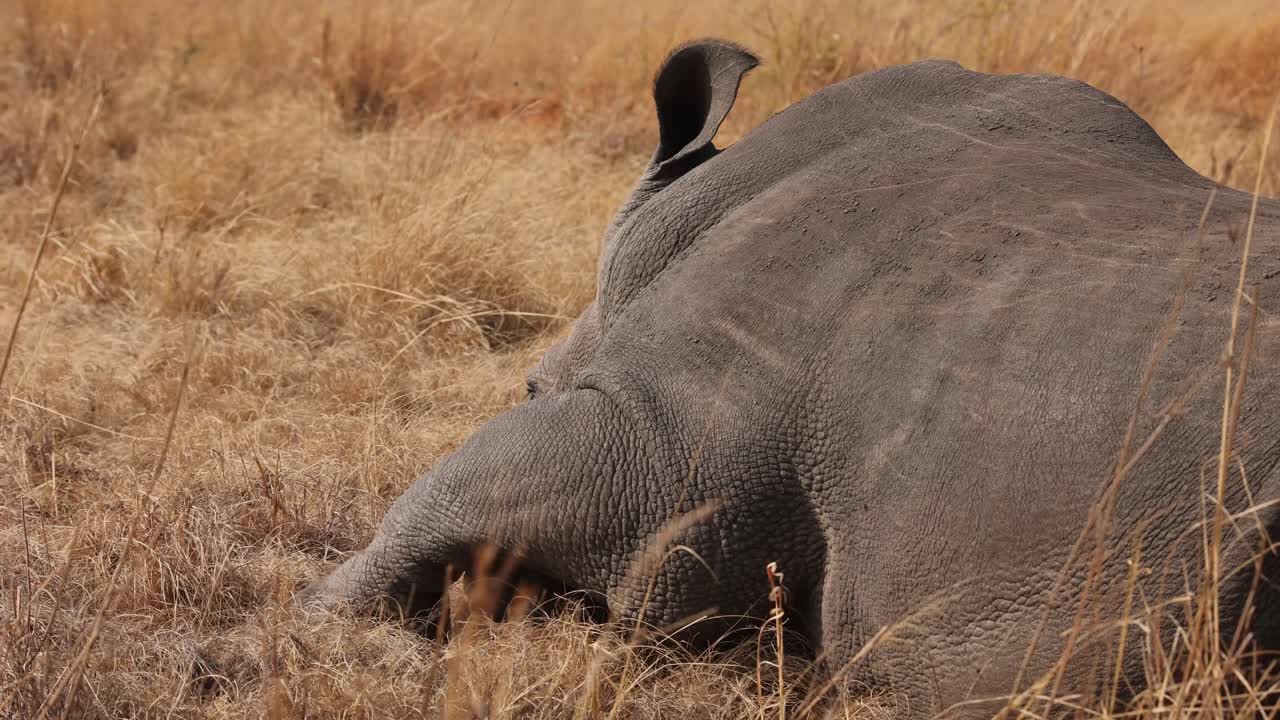 Extreme close-up Big White Rhino moving feet while sleeping in grass, slow motion dehorned