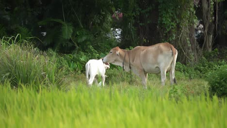 Cow-mom-is-love-the-cattle.