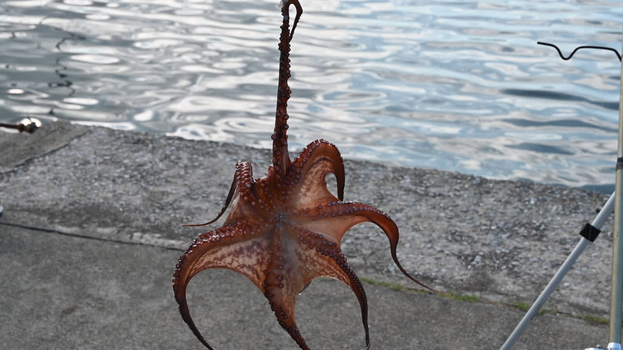 Close view of an octopus caught and hanging by a tentacle with water on the background