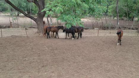 Horses-|-Horse-Racing-|-Race-Horses-|-Stud-Farm-in-India