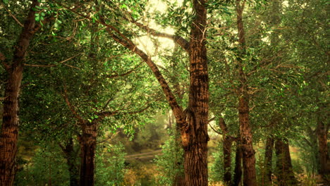 panoramic view of the majestic evergreen forest in a morning fog