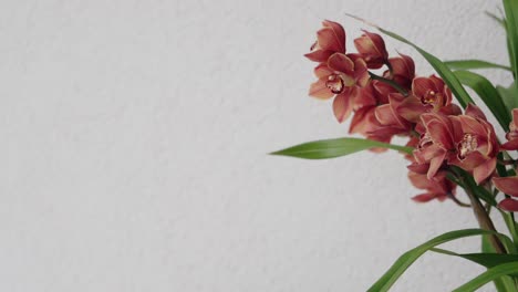 pink cymbidium orchid flowers bloom indoors near a white textured wall