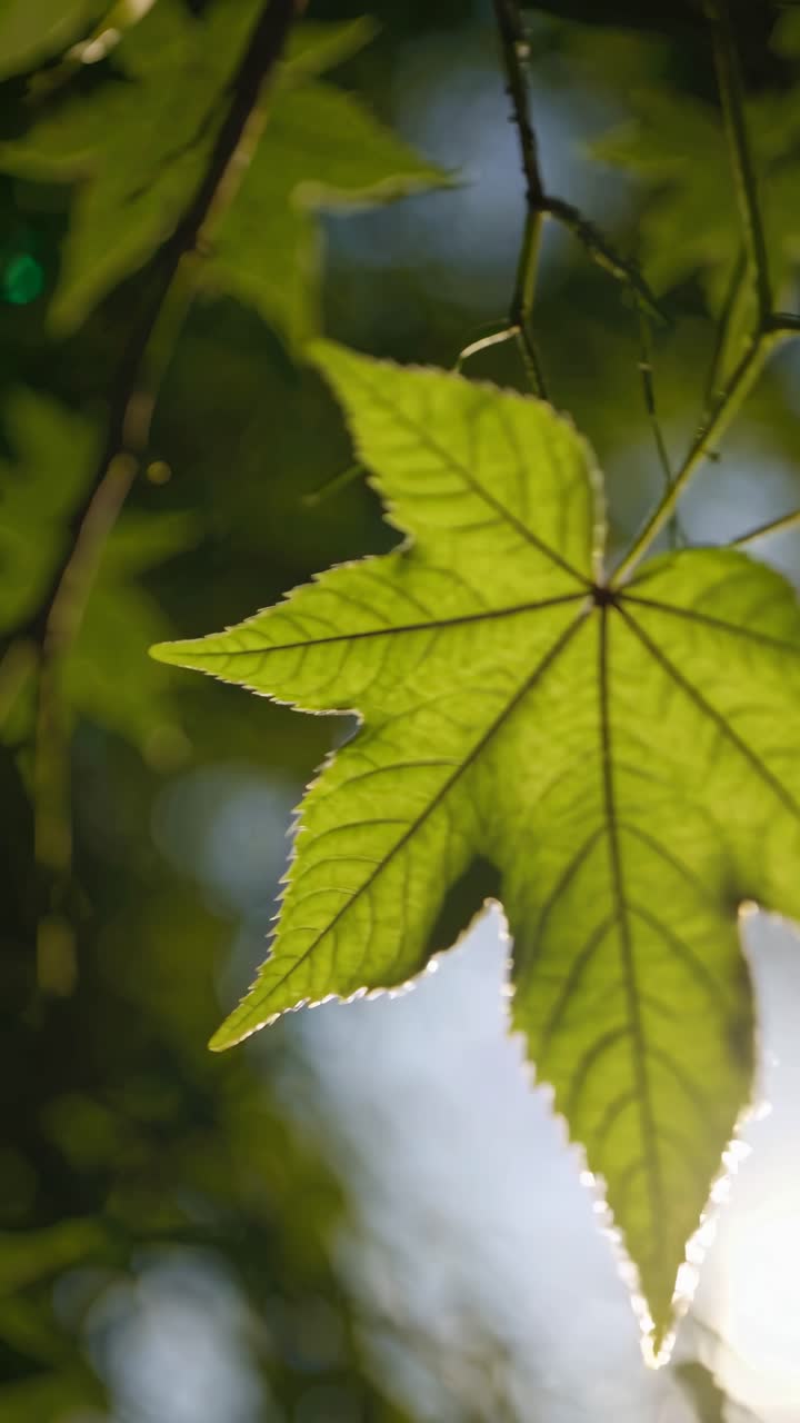 Close-up video of a green leaf with sunlight filtering through, shot from a low angle