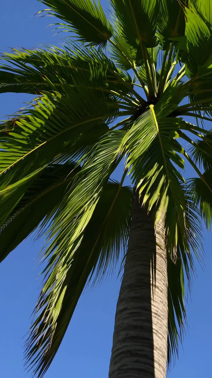Upward angle captures a palm tree against a clear blue sky, perfect for a tropical-themed video