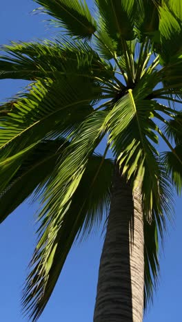 upward angle captures a palm tree against a clear blue sky, perfect for a tropical-themed video