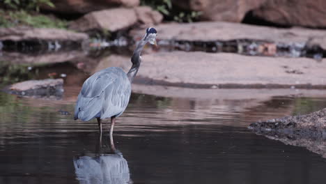 Backside-of-a-grey-heron-standing-in-a-stream