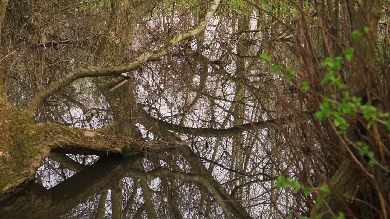 4K old willow tree trunks inside a small lake, reflections of the trunks in the water