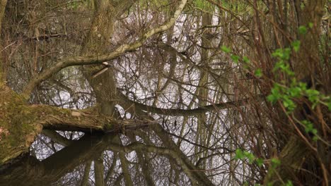 4k old willow tree trunks inside a small lake, reflections of the trunks in the water