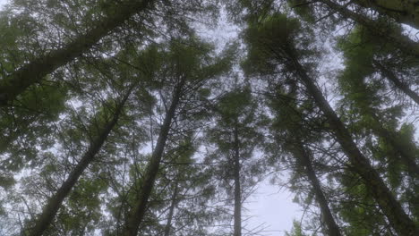 treetops swaying in breeze as camera slowly rotates on summer day