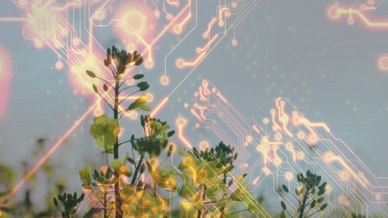 Glowing circuit animation overlay on yellow flowers, blending nature and technology