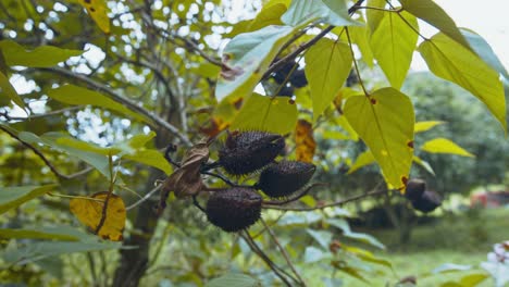 Planta-Tropical-Nickernut-Que-Pertenece-A-La-Familia-De-Los-Guisantes.