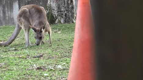 Canguro-Australiano-En-Cautiverio