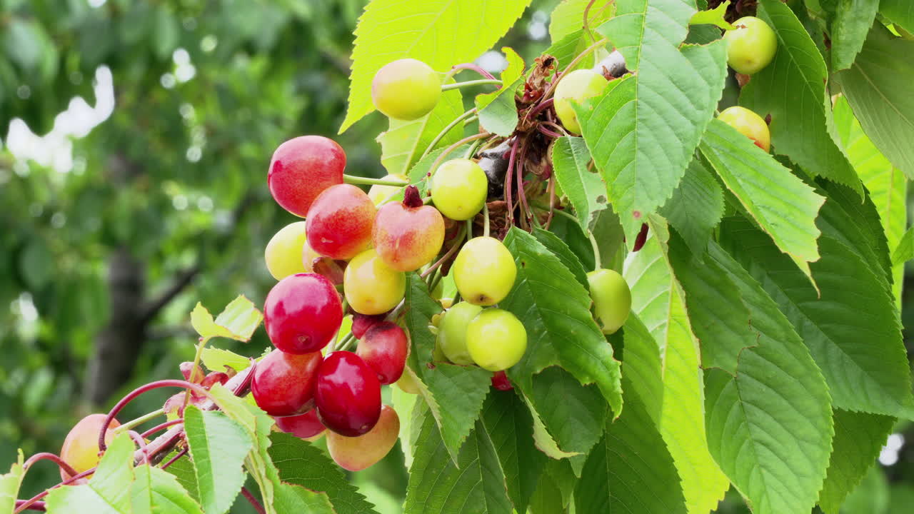 Buah ceri merah matang di pohon di bawah sinar matahari