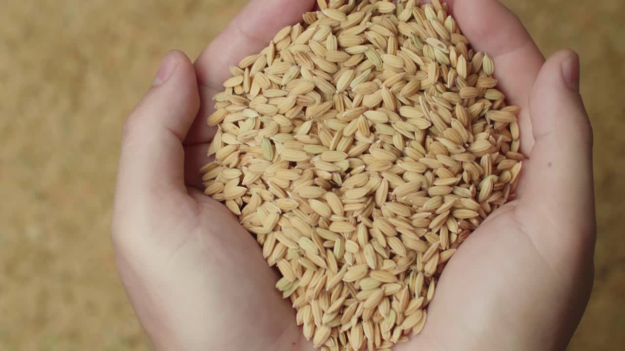 Hands Carying Rice Grains Moving In A Slow Motion, Brown Rice Grains Background