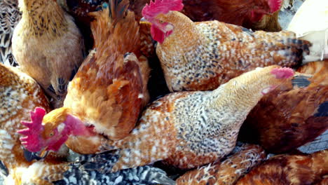 colorful chickens in a cage at otavalo market, ecuador, showcasing local poultry farming