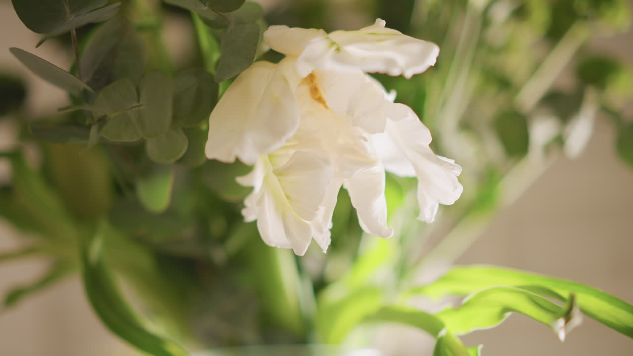 Morgenlys fremhæver sarte blomster. Blid scene viser lyserøde blomster og frodige grønne blade indendørs. Nærbillede af blomstrende blomsterarrangement på hyggeligt bord badet i blødt morgenlys.