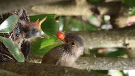 tordo de vientre rojo alimentando a un pájaro bebé con fruta de cereza de surinam, video vertical