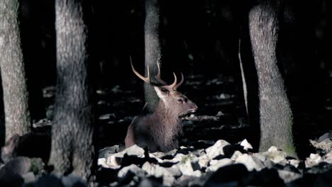 Toma-En-Cámara-Lenta-De-Un-Ciervo-En-El-área-Del-Bosque-Oscuro-En-El-Parque-Zoológico