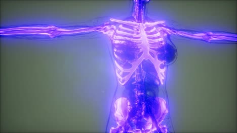 cuerpo humano transparente con huesos visibles