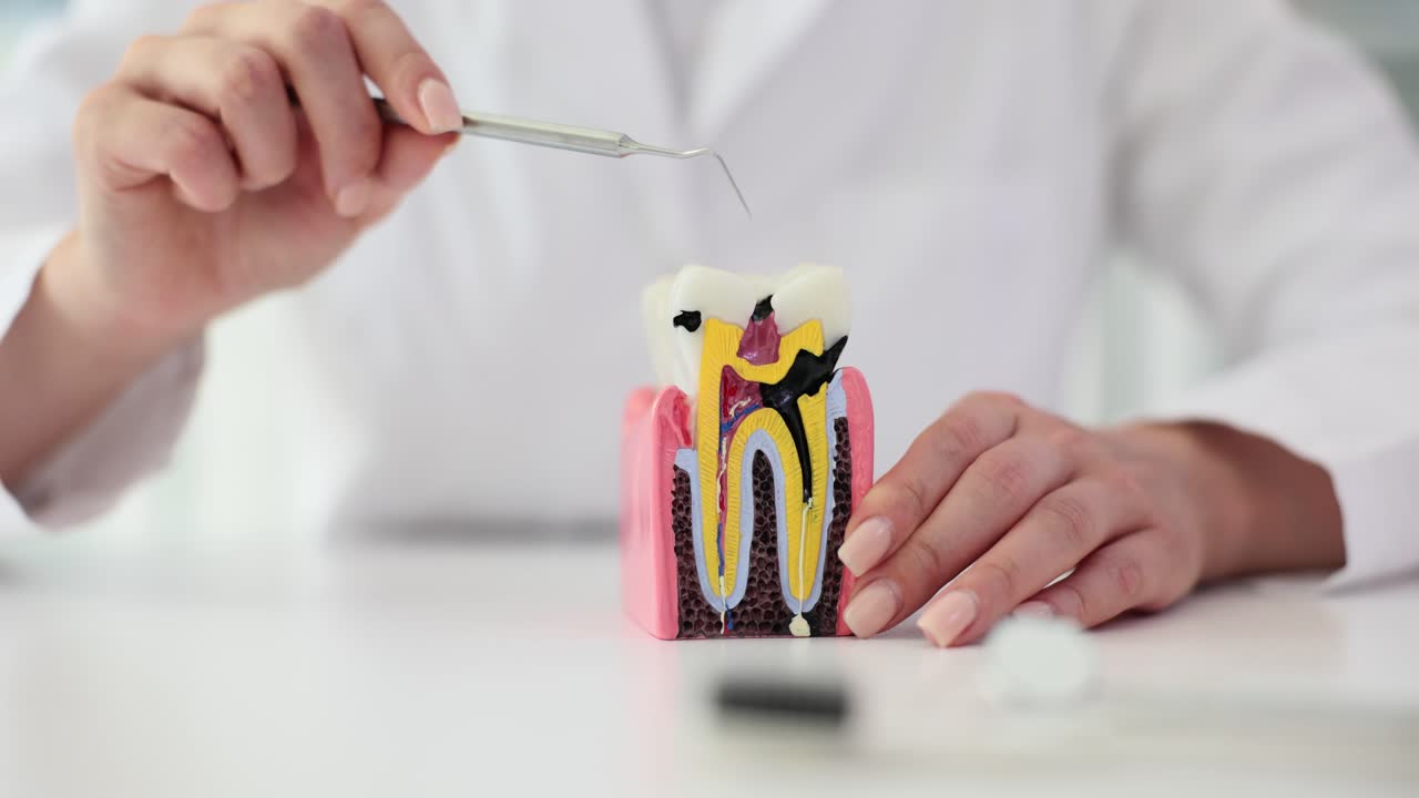 Dental Professional Examining Tooth Anatomy Model