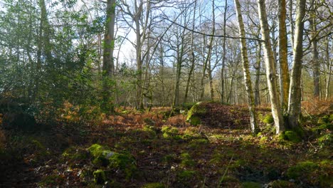 4k cinematic scenic still shot of a tree covered in moss, in the forest on a sunny day, against sunlight