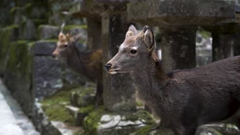 japanese sika northern spotted deer up close in slow motion