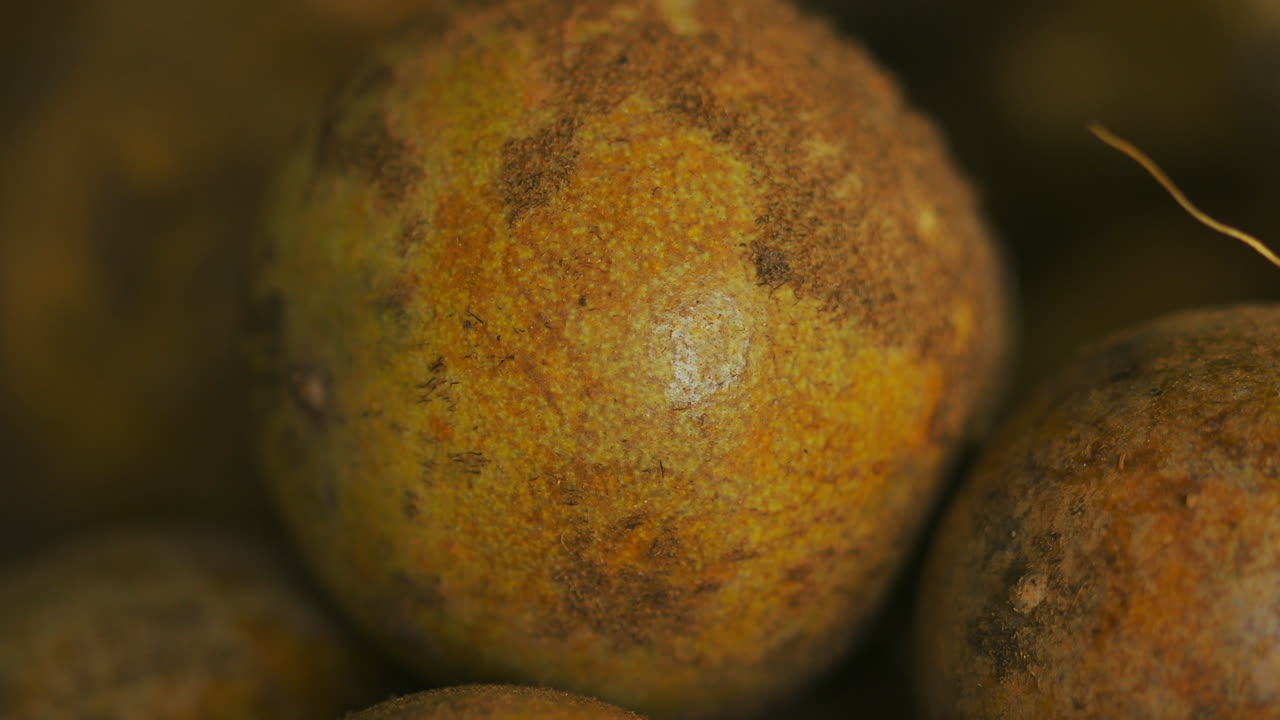foto macro de la fruta de la palmera coyol, fuente de biodiésel y aceite