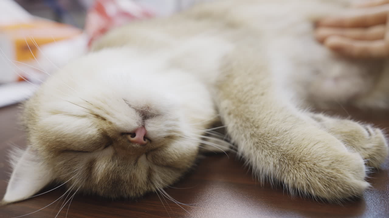 Hand gently strokes kitten lying on back, shallow depth of field