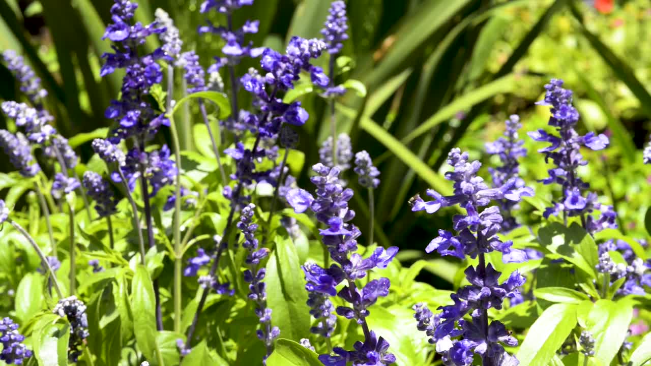 hermoso jardín de lavanda violeta. cambio de plano panorámico
