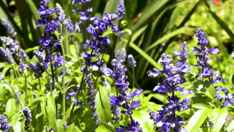 beautiful violet lavender garden. panoramic plane shift