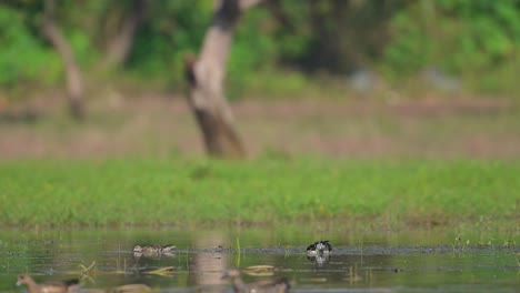 Pato-Con-Pico-De-Perilla-Alimentándose-Por-La-Mañana-En-Un-Estanque-En-El-Bosque