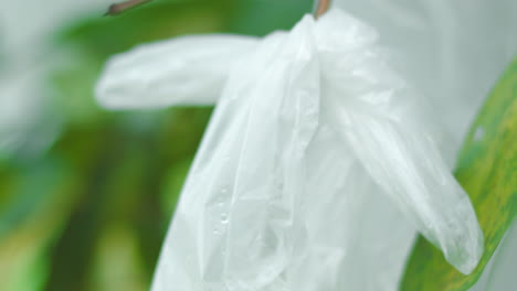 Embolsado-De-Frutas-Que-Protegen-El-Agua-De-La-Manzana-Rosa-Para-Que-No-Se-La-Coman-Los-Murciélagos