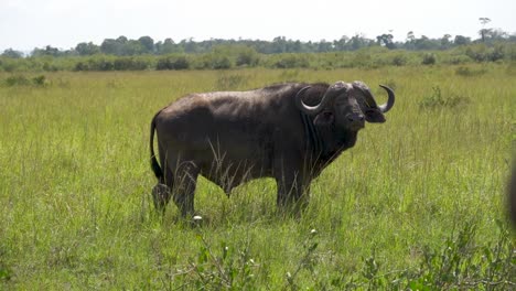 búfalo africano caminando y mirando a la cámara en un safari africano