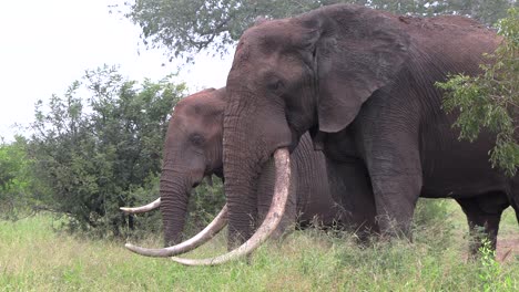 a large tusker elephant feeding, a young one with one tusk stands behind him