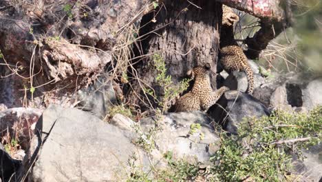 two adorable leopard cubs explore trunk of large tree near the den