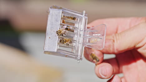 beekeeper keeps queen bee in cage